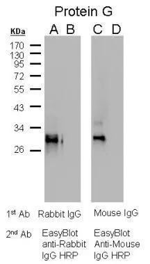 EasyBlocker Western blot analysis of protein G sample.